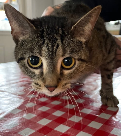 ARIELLE - Tabby / Domestic Short Hair available for adoption
