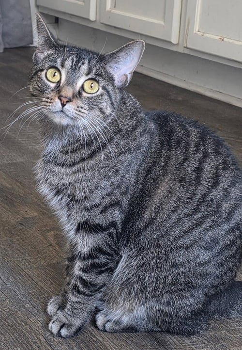 ARIELLE - Tabby / Domestic Short Hair available for adoption