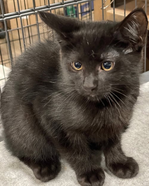 TUPELO - Domestic Short Hair available for adoption