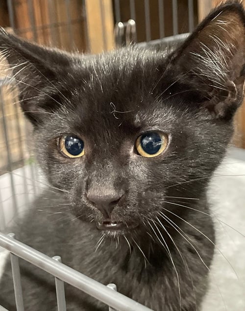 TUPELO - Domestic Short Hair available for adoption