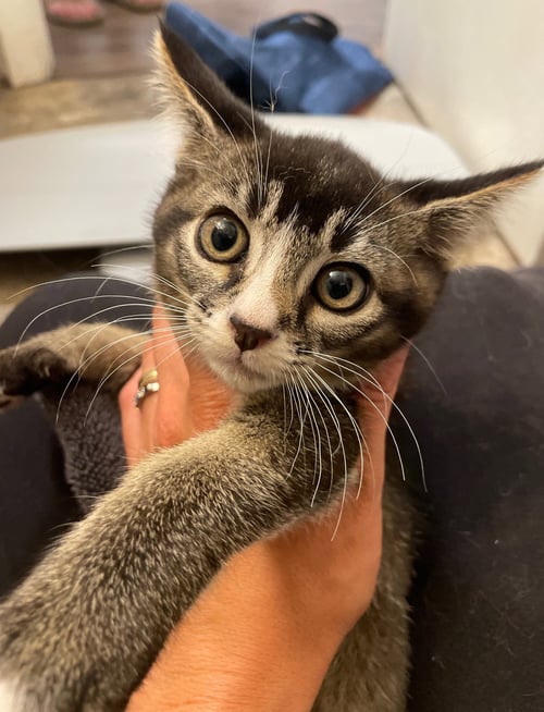 MYRTLE - Tabby / Domestic Short Hair available for adoption