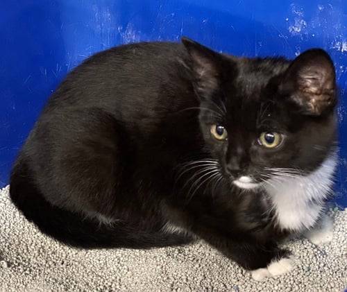 SUZY - Domestic Short Hair available for adoption
