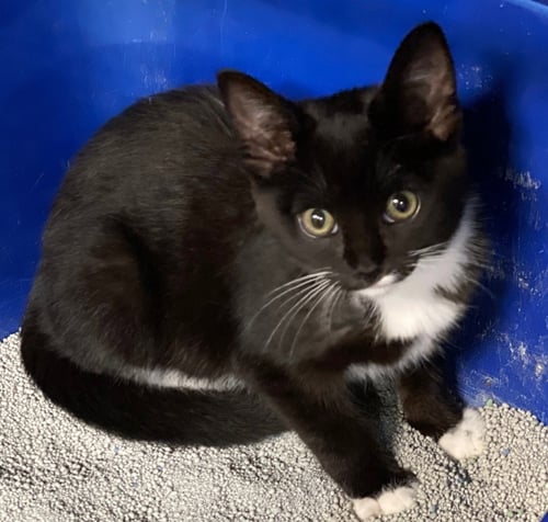 SUZY - Domestic Short Hair available for adoption