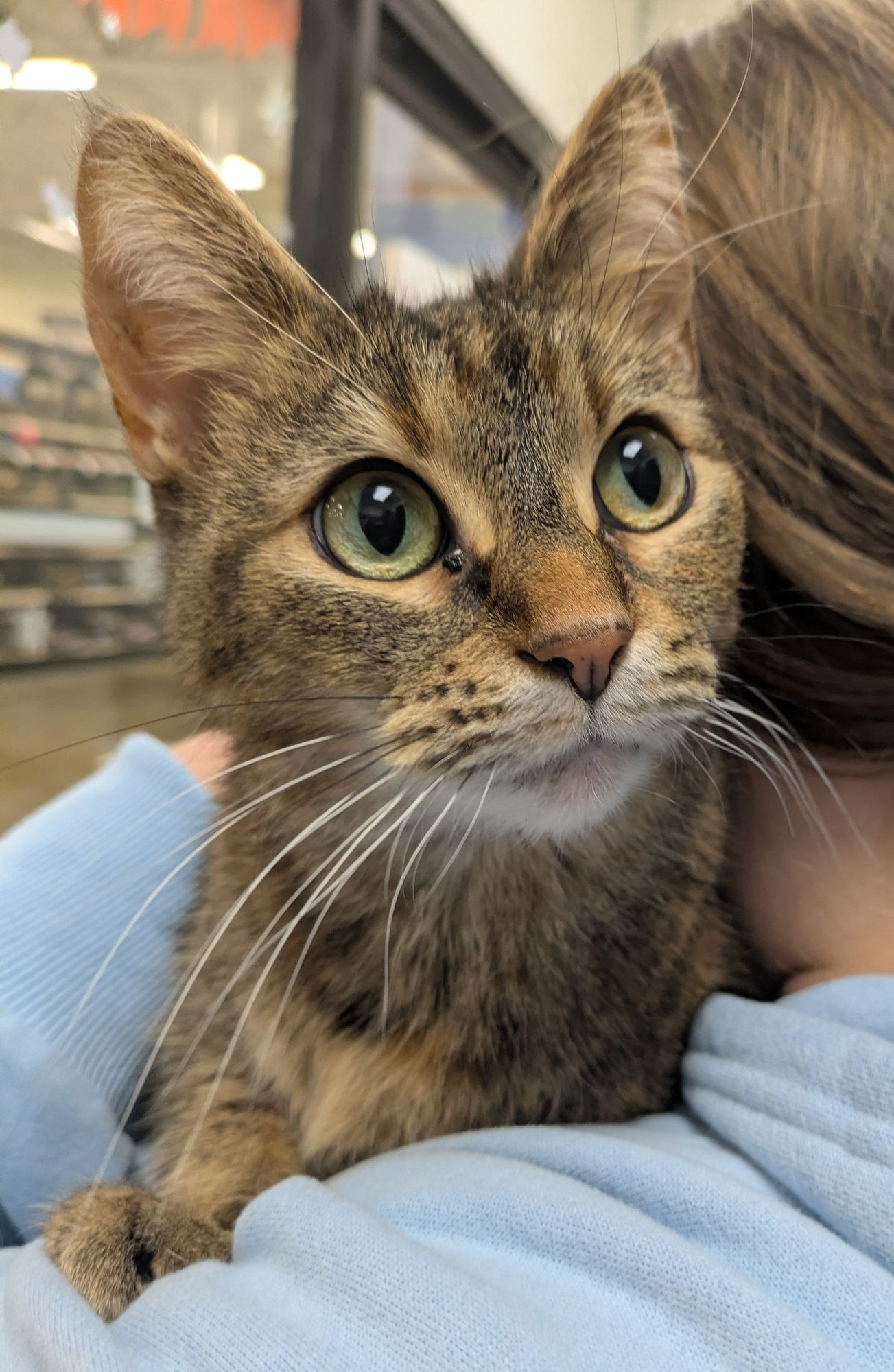 MOCHA - Tabby / Domestic Short Hair available for adoption
