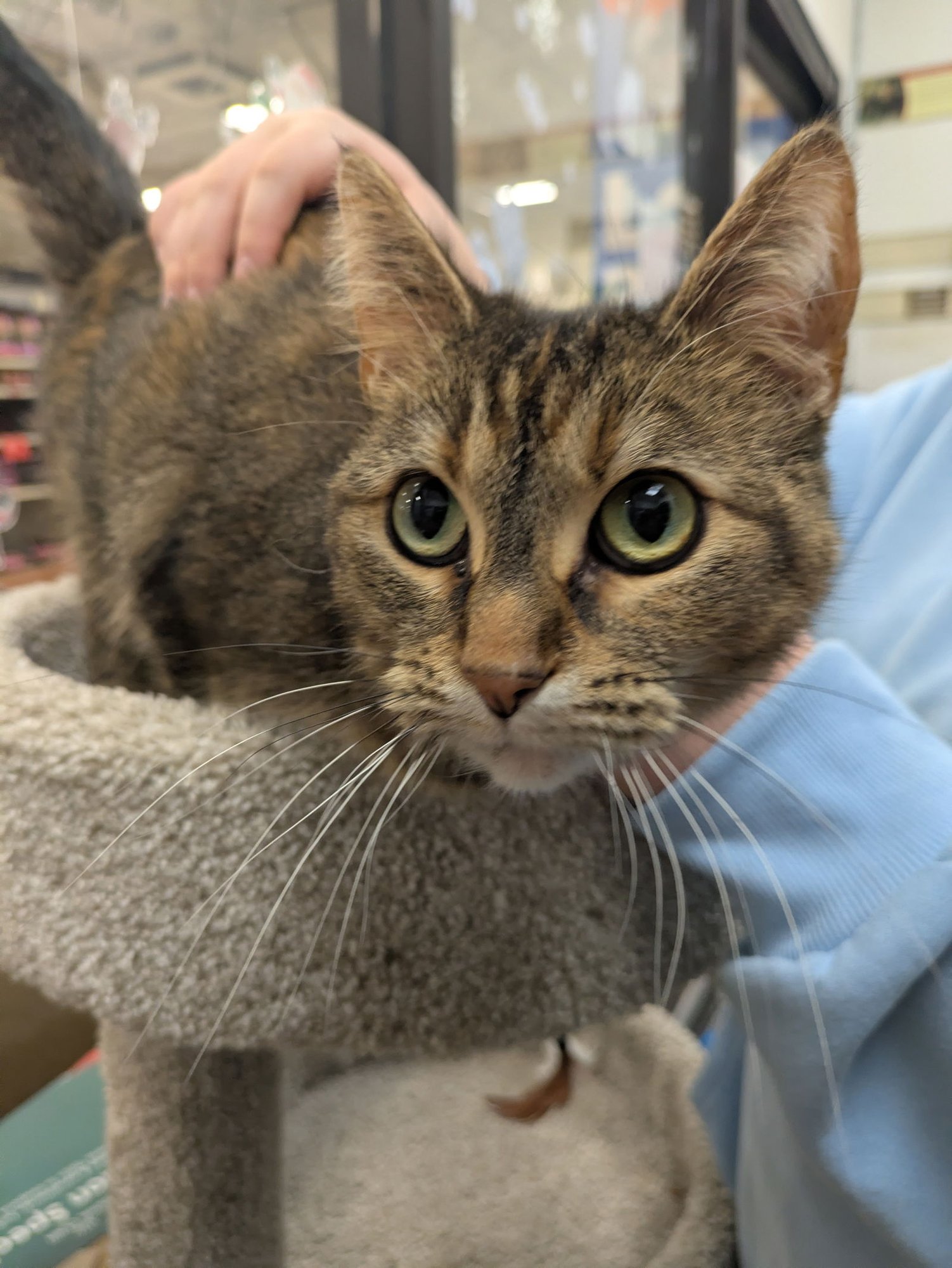 MOCHA - Tabby / Domestic Short Hair available for adoption