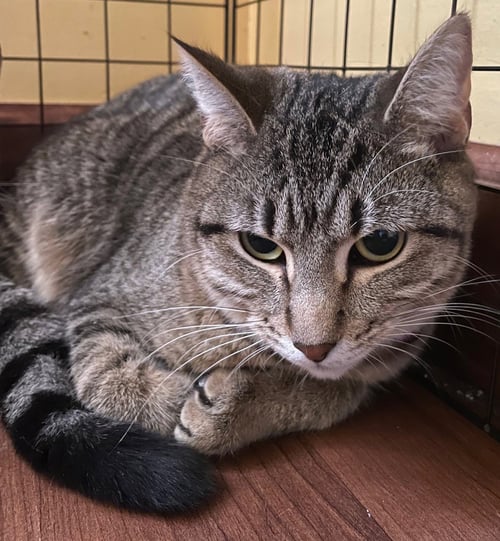 OSIRIS - Tabby / Domestic Short Hair available for adoption