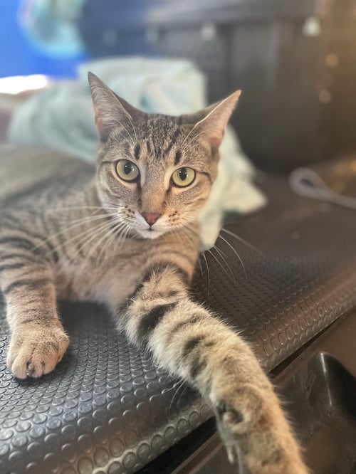 OSIRIS - Tabby / Domestic Short Hair available for adoption