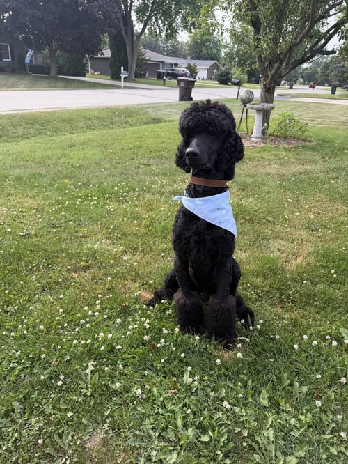 SIHTRIC - Poodle (Standard) available for adoption