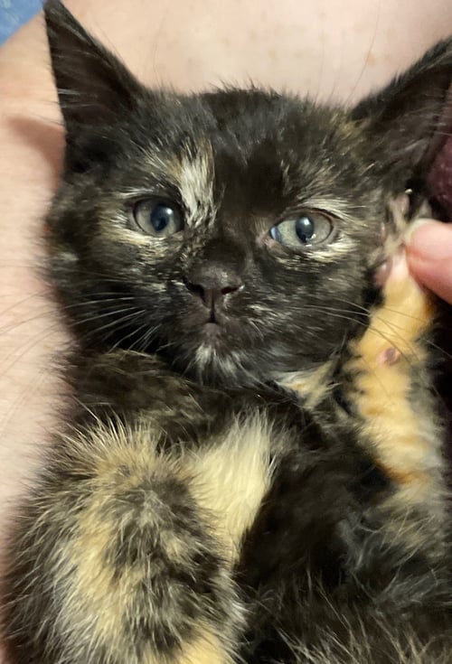 STARRY - Tortoiseshell / Domestic Short Hair available for adoption