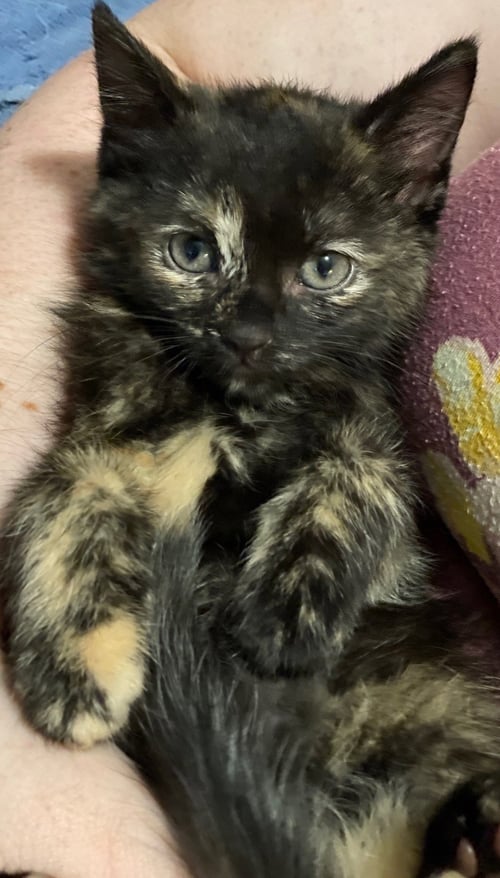 STARRY - Tortoiseshell / Domestic Short Hair available for adoption