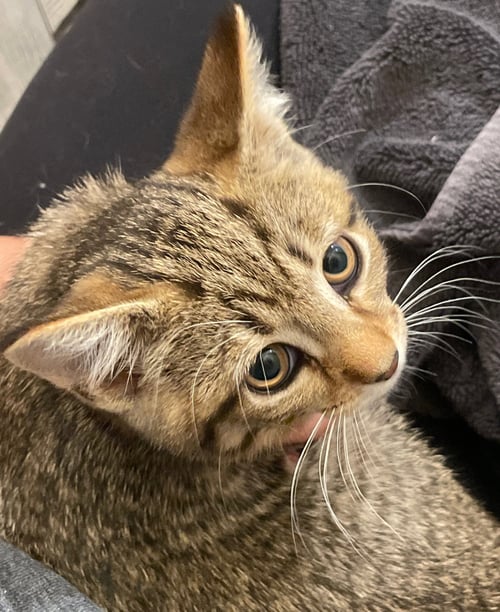 MAYBELLE - Tabby / Domestic Short Hair available for adoption