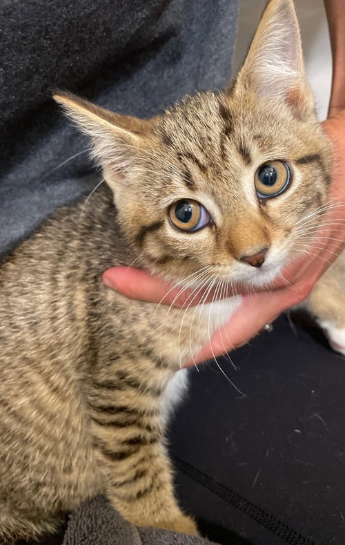 MAYBELLE - Tabby / Domestic Short Hair available for adoption