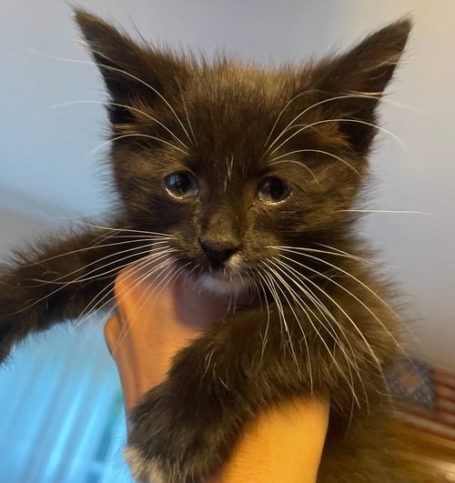 MJ - Domestic Short Hair available for adoption