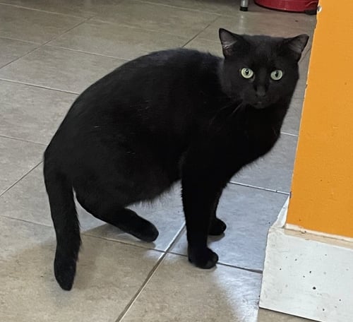 LOTUS - Domestic Short Hair available for adoption