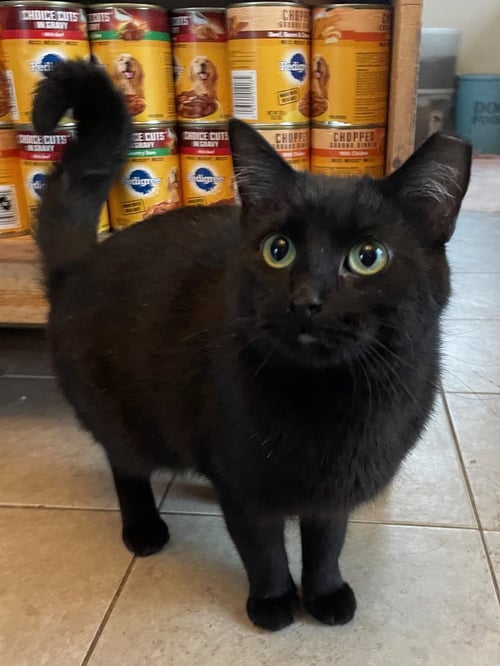 LOTUS - Domestic Short Hair available for adoption