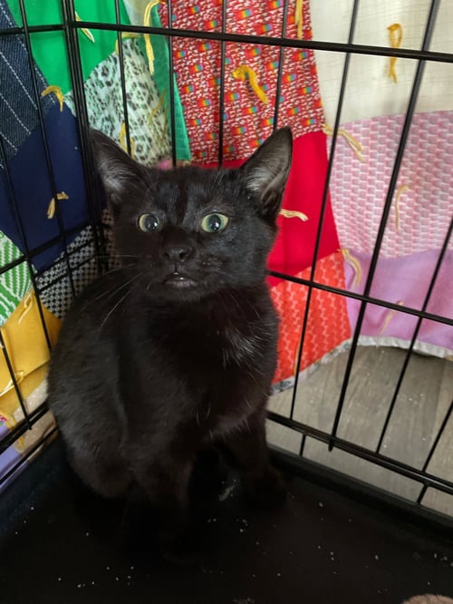 GUCCI - Domestic Short Hair available for adoption