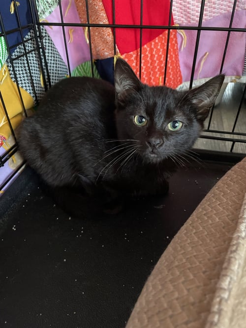 GUCCI - Domestic Short Hair available for adoption