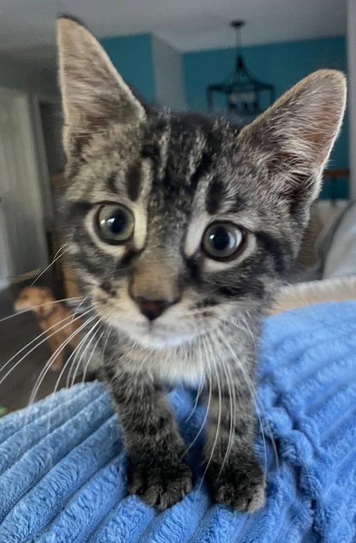 WESLEY - Tabby / Domestic Short Hair available for adoption