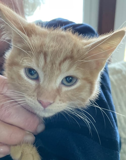 OSCAR - Tabby / Domestic Short Hair available for adoption