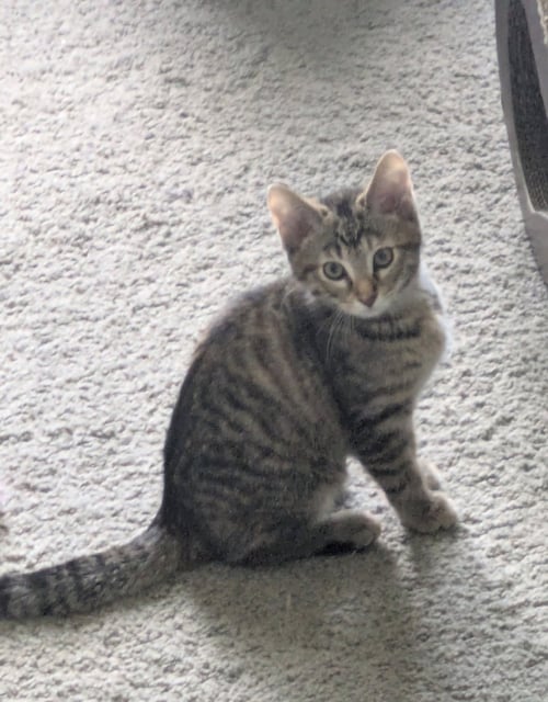 BLUEBERRY - Domestic Short Hair available for adoption