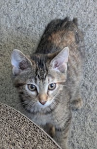Blueberry - Photo 2
