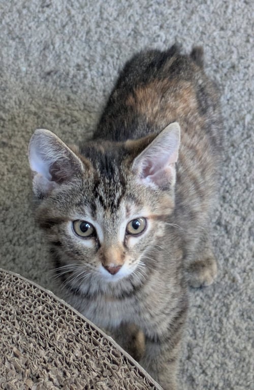 BLUEBERRY - Domestic Short Hair available for adoption