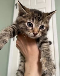 Blueberry - Photo 4