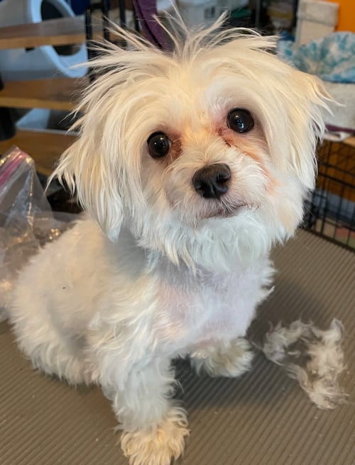 ANGEL - Maltese available for adoption