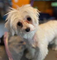 Angel - Photo 4