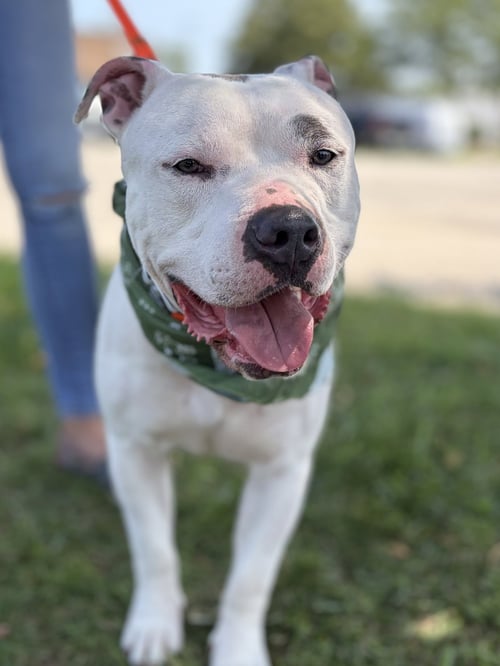 SIMBA - American Pit Bull Terrier available for adoption