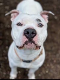 Simba - Photo 2