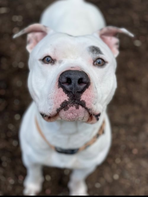 SIMBA - American Pit Bull Terrier available for adoption