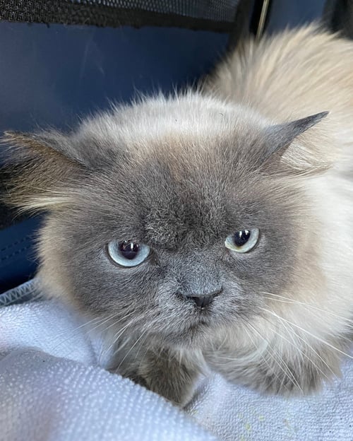 MORTIMER - Himalayan available for adoption