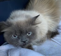 Mortimer - Photo 4
