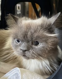Mortimer - Photo 5