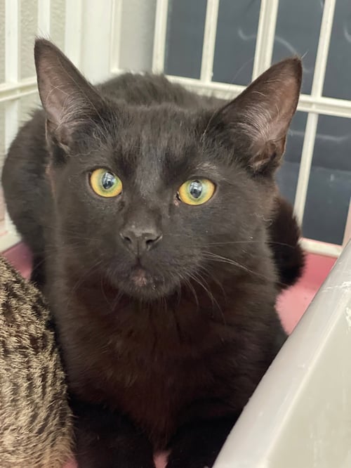 BURBERRY - Domestic Short Hair available for adoption