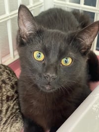 Burberry - Photo 2