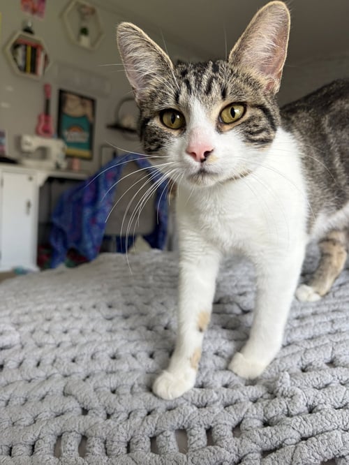 PHOEBE - Domestic Short Hair available for adoption