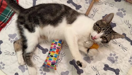 PHOEBE - Domestic Short Hair available for adoption