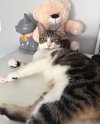 Phoebe - Photo 9