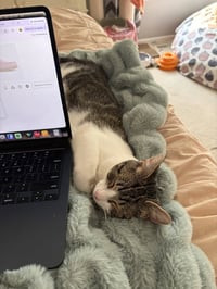 Phoebe - Photo 6