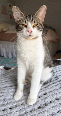 Phoebe - Photo 8