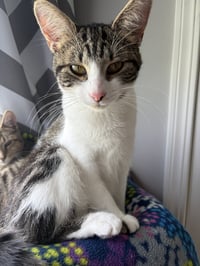Phoebe - Photo 3