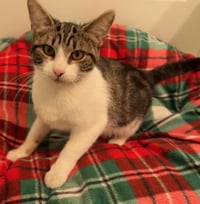 Phoebe - Photo 4