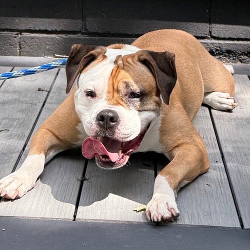 JADE - Bulldog / Boxer available for adoption