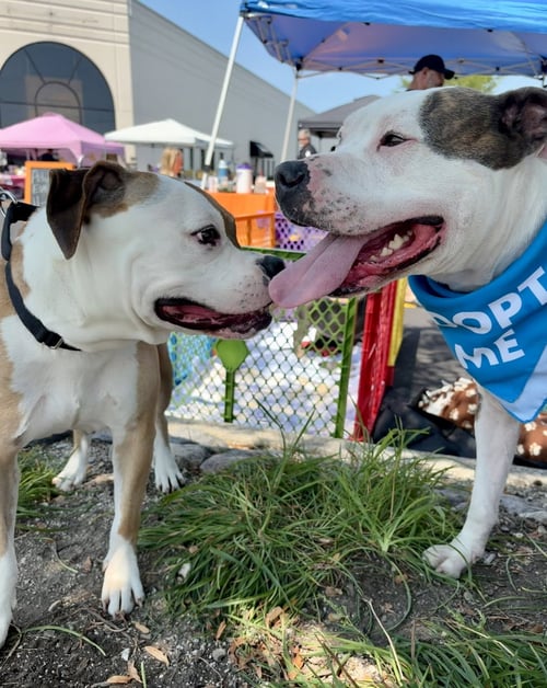 JADE - Bulldog / Boxer available for adoption