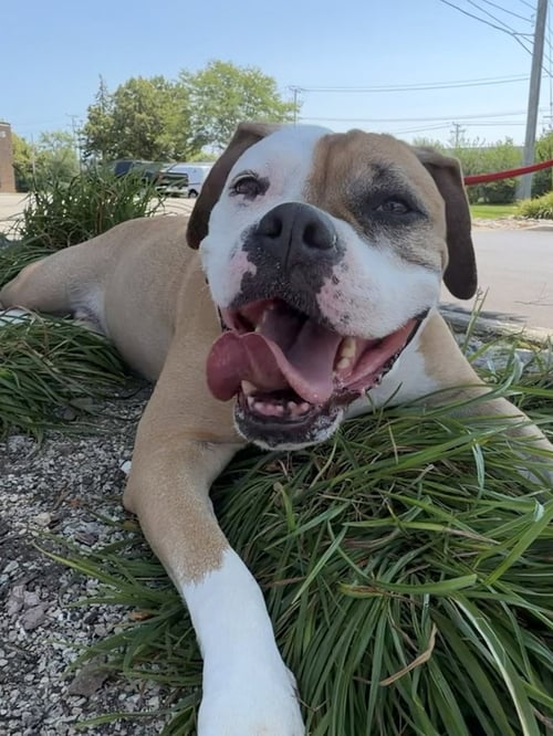 JADE - Bulldog / Boxer available for adoption