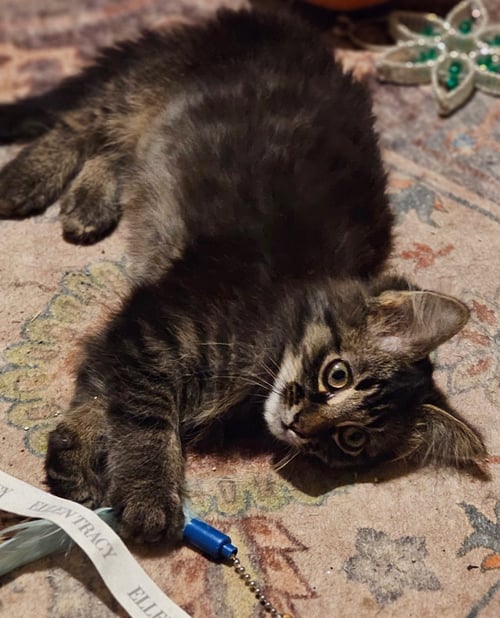 SCRUFFY - Tabby / Domestic Medium Hair available for adoption