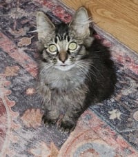 Scruffy - Photo 5