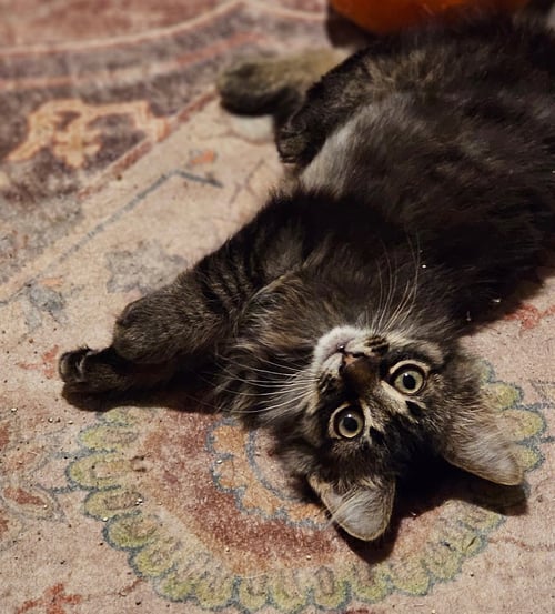 SCRUFFY - Tabby / Domestic Medium Hair available for adoption